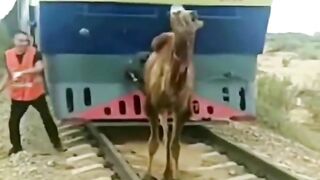 Stupid Camels Stop the Railroad
