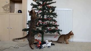 Chrismast tree and cat