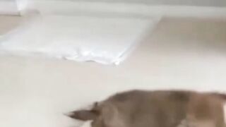 Super+Cute+Dog!+Cute+and+Funny+Dog+
