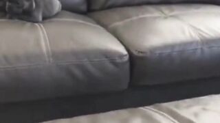 Can+he+make+it_+Dog+tries+jumping....Funny