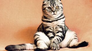 cute cat ????❤️????