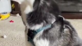 CUTE+DOG+VIDEOS+????????+-+FUNNY+DOG+VIDEOS+????????+-+AMAZING