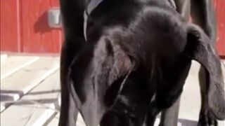 Funny+Dog+Videos+Part+10#+#funny