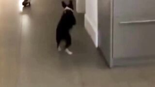 Funny+Dog+Videos+Part+10#+#funny..