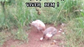 VOCÊ FAZ ISSO ?