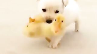 little hens and dog funny video
