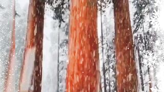 snowfall