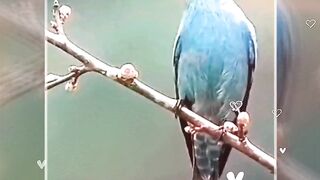 Beautiful Bird