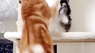 Funny Cat Attacking on Toy Compilation