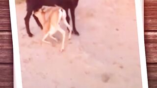 Deer kid with goat milk