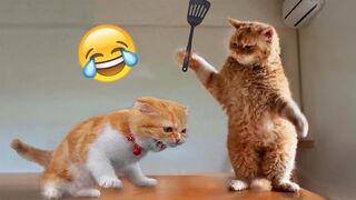 Funniest Cats and Dogs----Aww So Funny