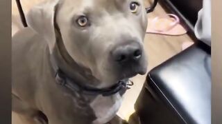 Funny animals video #funnyfail #animal
