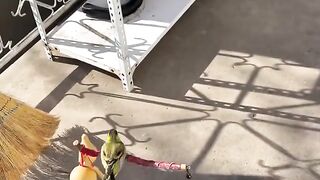 smart canary