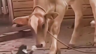 Aksi kucing