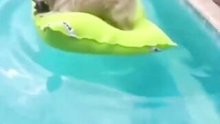 FUNNY ANIMALS #.