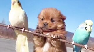 Funny Animal Short Videos _ Pets Shorts _ Funny Videos