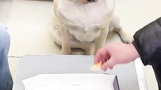 Funny animals - Funny cats / dogs - Funny animal videos