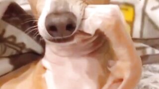 Best Funny Animal Videos Of The 2022 Try not to laugh  #animals #funny