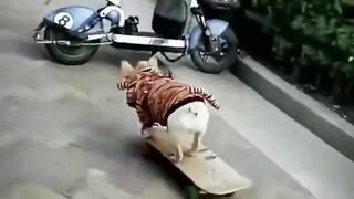 Best Funny Animal Videos Of The 2022 Try not to laugh ;,#animals #funny.