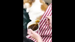 Funny animal ever Dog and Cat can make you laught