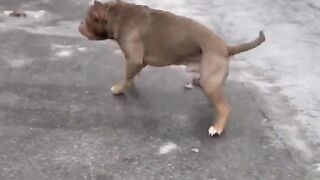 Animals funny videos
