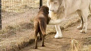 Cute Lion Gives Smooches to Puppy's Paw!