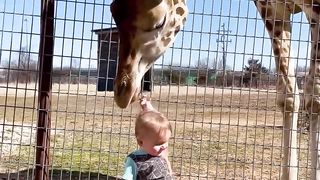 Cute Giraffe Gives Baby Smooches!