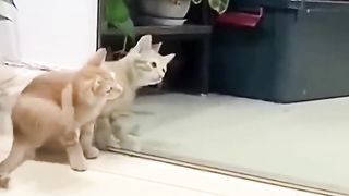 Cats Compilation Funny Video