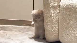 Cute Kitten Playing Funny Video