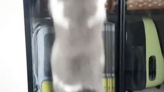 Cat Dancing Funny Video