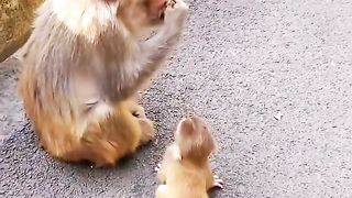 The little monkey asked his mother to eat