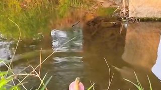 Baby Duck And Rabbit Playing Each Other Funny Video