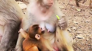 Spoiled Little Monkey