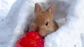 Cute Rabbit Eating