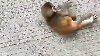 Funny cute monkey dancing