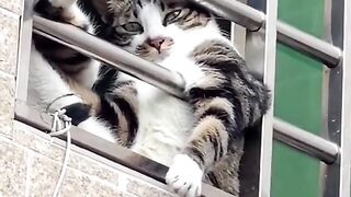 Cat Funny Moment Capture Viral Video