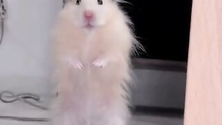 Cute White Mouse Viral Video