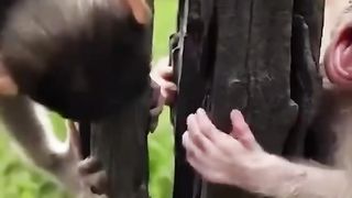 The little monkey got its hand caught in a pity tree
