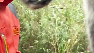 Very Horrible Voice Of Monkey Viral Video