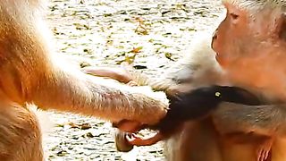look after another baby monkey