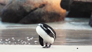 Pinguins - Animal Kingdom
