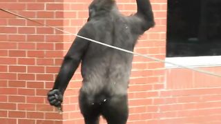 Naughty Gorilla Viral Video