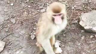 The monkey is disabled because it has been fighting