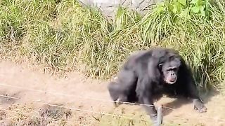 Very Happy Gorilla Viral Video