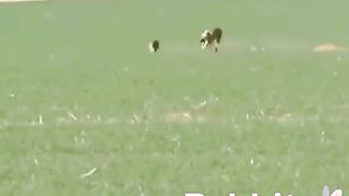 Rabbit Vs Dog Viral Video