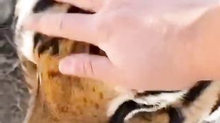 Tiger meow! ????????