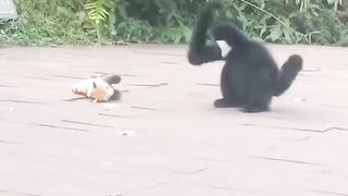 The Monkey Fear With Toy Viral Video