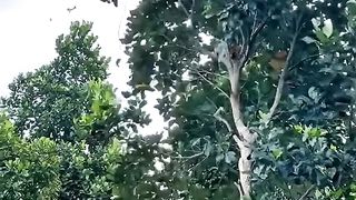 Jackfruit thief