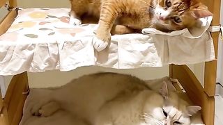 Cute Cat Playing Viral Video