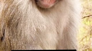 Monkey Snoring Viral Video